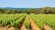 Route vins Saint-Tropez